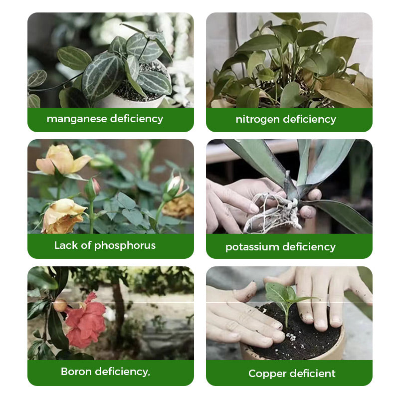 š„Rapid Rooting And Flowering Powder