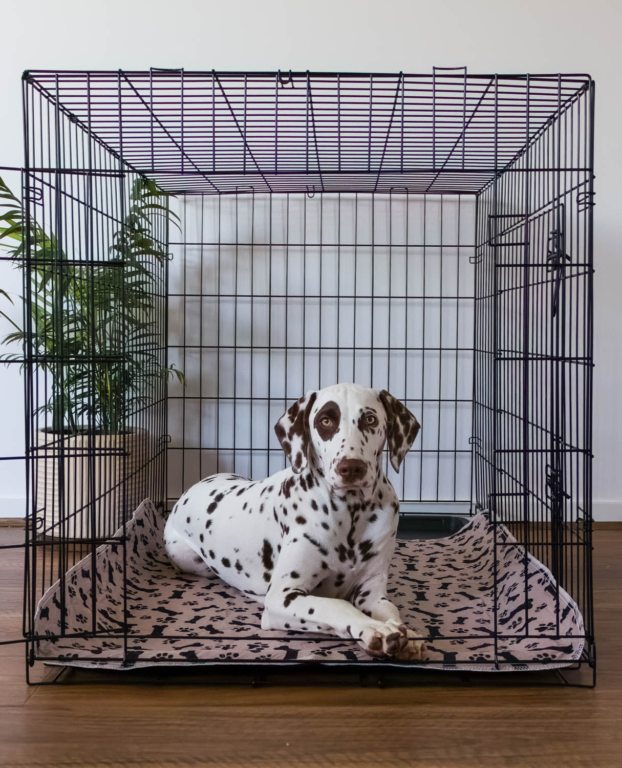 🐶😸Premium Reusable Super Absorbent PuppyPad🐾 (Kitten & Other Pets)